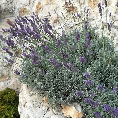 View アパート フヴァル